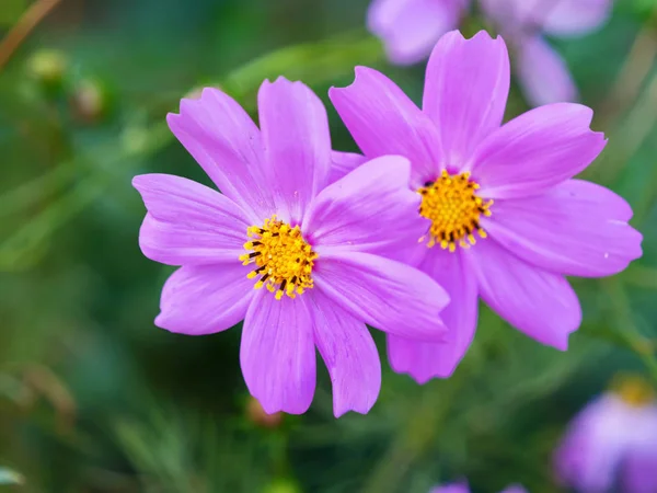 Flores Cosmos Rosados Primer Plano Cosmos Bipinnatus — Foto de Stock