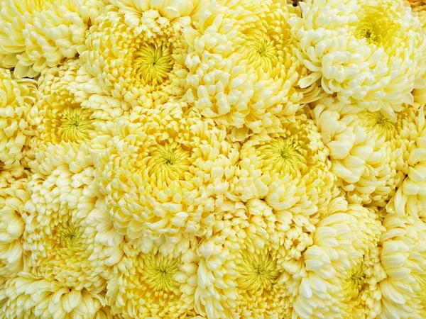 Fleurs Chrysanthème Jaune Gros Plan Fleurs Traditionnelles Pour Célébrer Journée — Photo