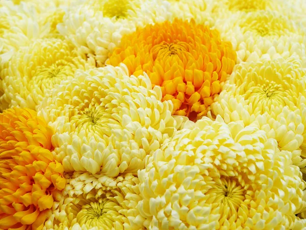 Gelbe Und Orangefarbene Chrysanthemenblüten Nahaufnahme Hintergrund Traditionelle Blumen Zur Feier — Stockfoto
