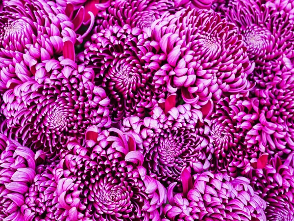Lila Lila Lila Chrysanthemen Blumen Nahaufnahme Hintergrund — Stockfoto