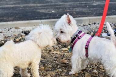 İki küçük beyaz köpek her köpek diğer stil selamlıyorum. Westie ve Bichon Frise birbirlerine bilgi toplama burnunu çekmek.