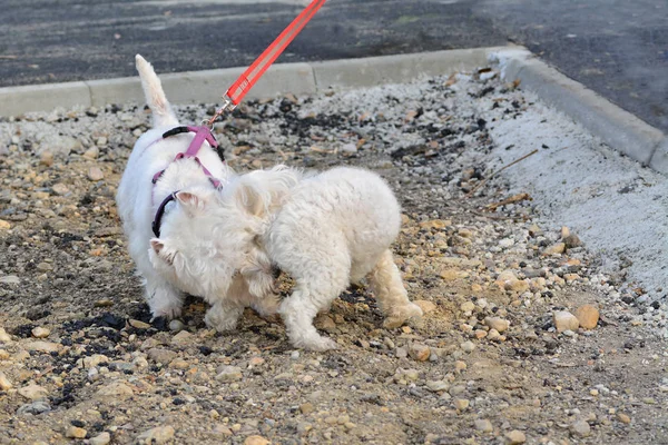 Två Små Vita Hundar Hälsar Varandra Westie Och Bichon Frise — Stockfoto