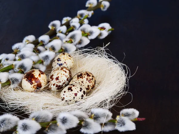 Kwartel eieren in nest met pussy willow — Stockfoto