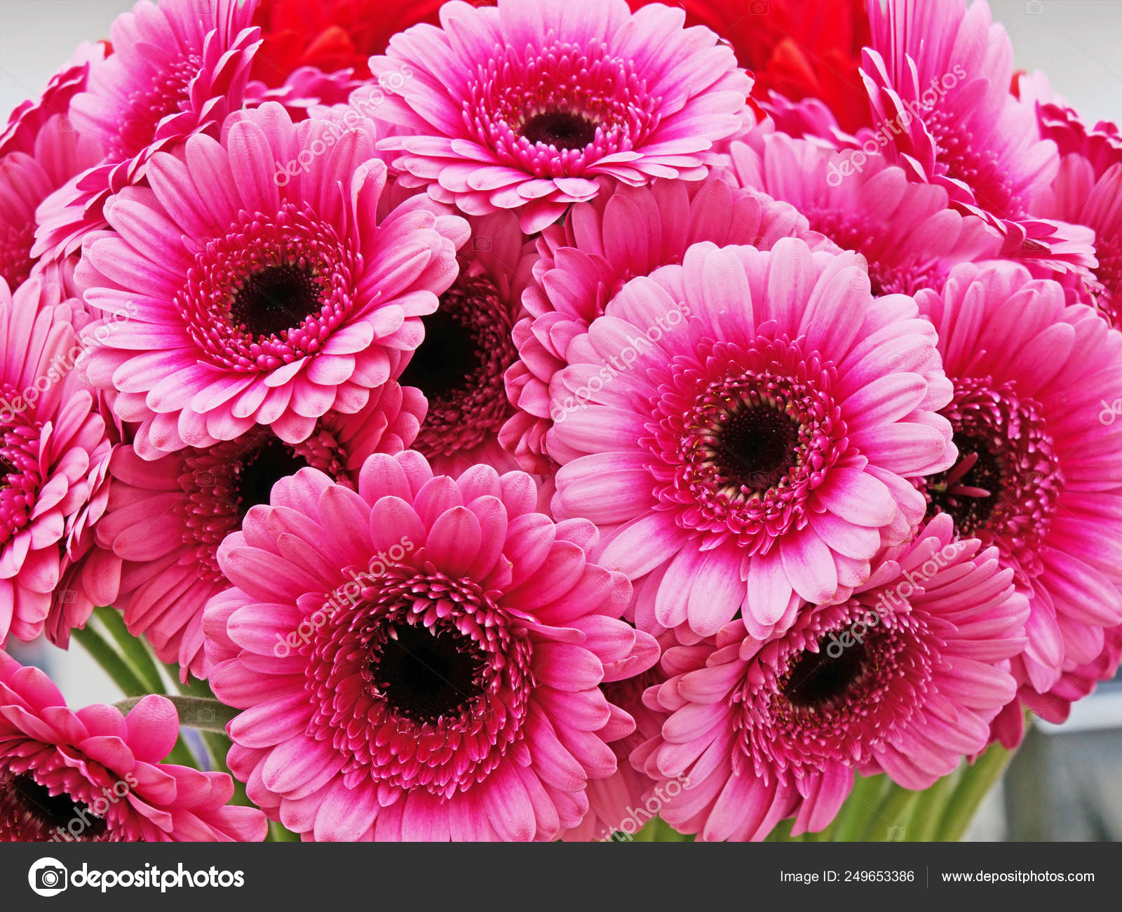 Pink Gerbera Daisy Bouquet Closeup Stock Photo C Whiteaster 249653386