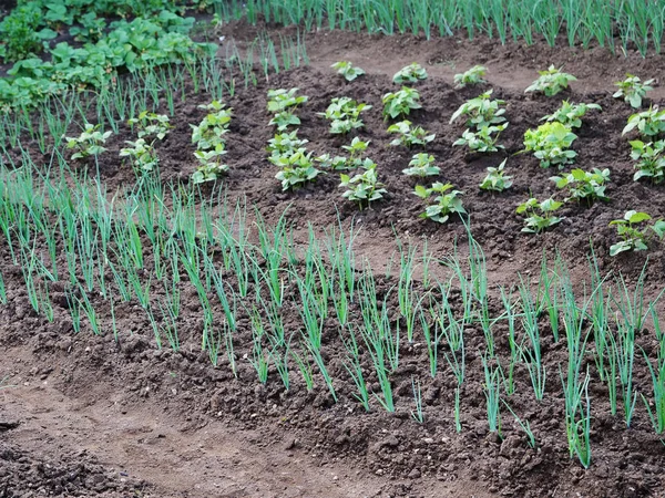 Cipolle primaverili e piantine di fagiolini in giardino — Foto Stock