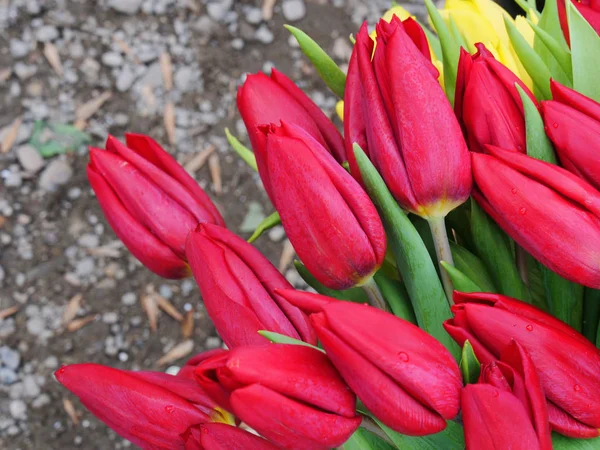 Rode tulip bloem boeket closeup — Stockfoto