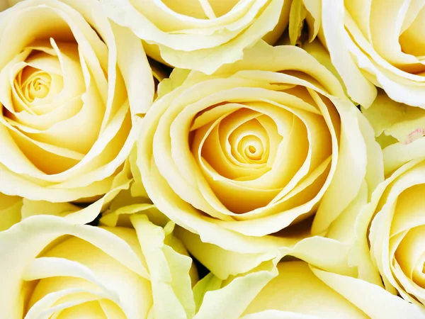 Rosas amarelas close-up — Fotografia de Stock