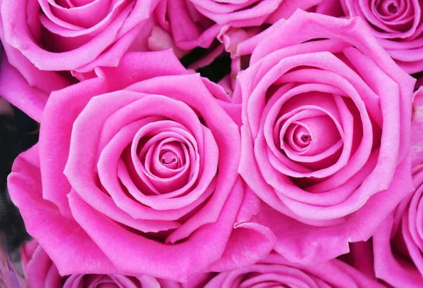 ピンクのバラはクローズ アップ — ストック写真