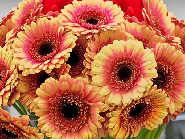 Orange gerbera daisy bouquet closeup — Stock Photo, Image