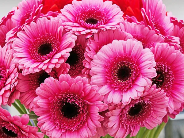 Roze gerbera daisy boeket closeup — Stockfoto