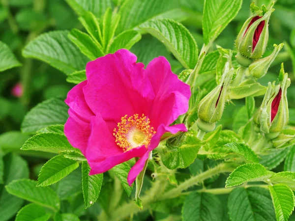 Ciemny różowy Rosa gallica krzew kwiaty — Zdjęcie stockowe