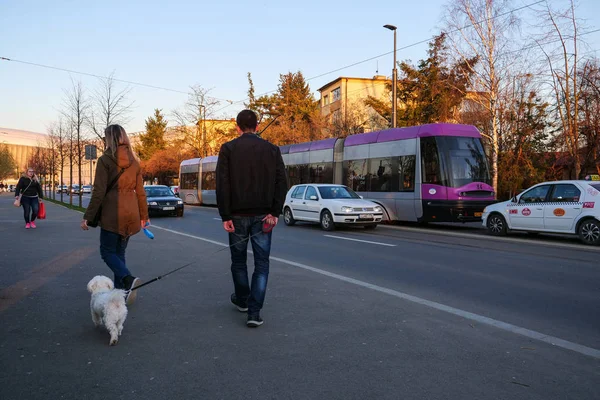 Beyaz bichon frise kaldırımda yürüyen Çift — Stok fotoğraf