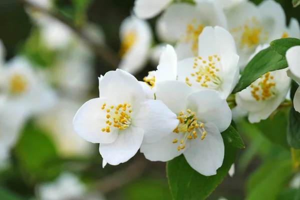 Fleurs de jasmin blanc gros plan — Photo