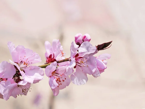 Fleurs de cerisier rose sur la branche de l'arbre — Photo