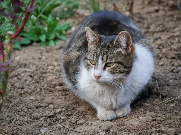 Макрель таббі кіт лежить в квітковому саду — стокове фото