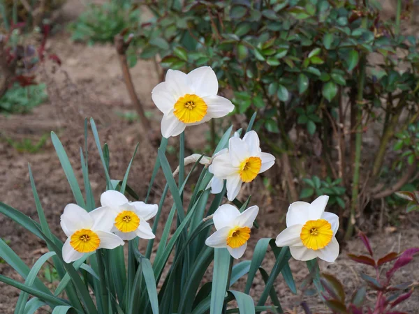 Flores brancas Narciso florescendo — Fotografia de Stock