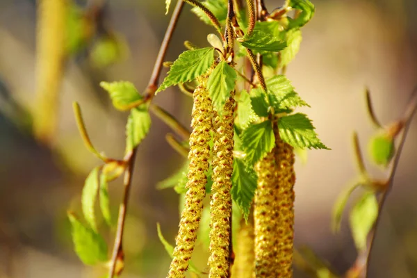 Ramo de bétula Betula pendula, com catkins masculinos e femininos — Fotografia de Stock