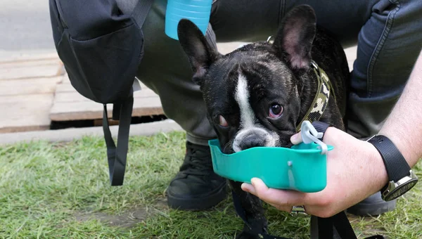 Brindle french bulldog drinks water from a blue bowl in the park — Φωτογραφία Αρχείου