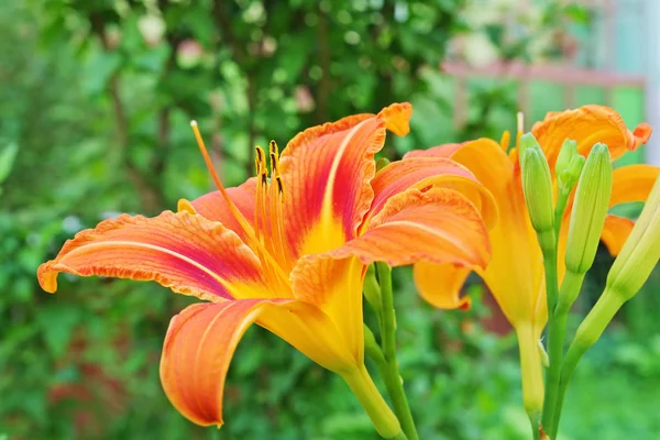 Το πορτοκαλί ντέμοβο (Hemerocallis fulva) ανθίζει στον κήπο — Φωτογραφία Αρχείου