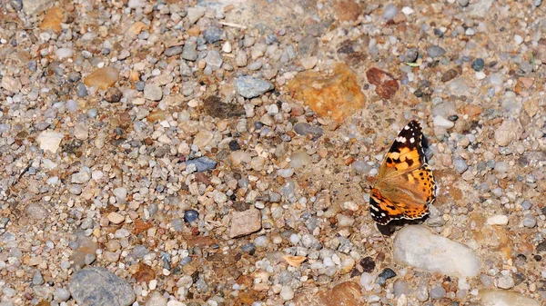 Painted Lady butterfly (Vanessa cardui) dorsal side