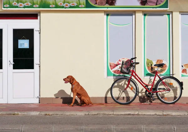 Húngaro vizsla cão sentado perto de uma porta — Fotografia de Stock