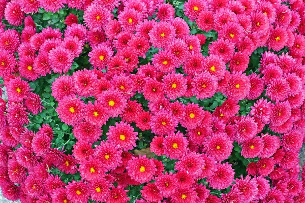 Fondo de flores de crisantemo rosa oscuro — Foto de Stock