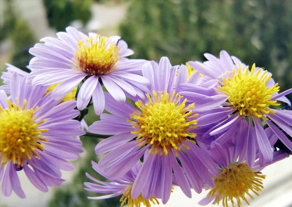 Kleine Lila Astern Nahaufnahme Aster Amellus Italienische Aster — Stockfoto