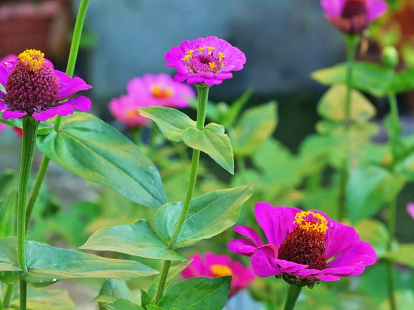 Flores Zinnia Llamativas Todavía Están Floreciendo Jardín Septiembre — Foto de Stock