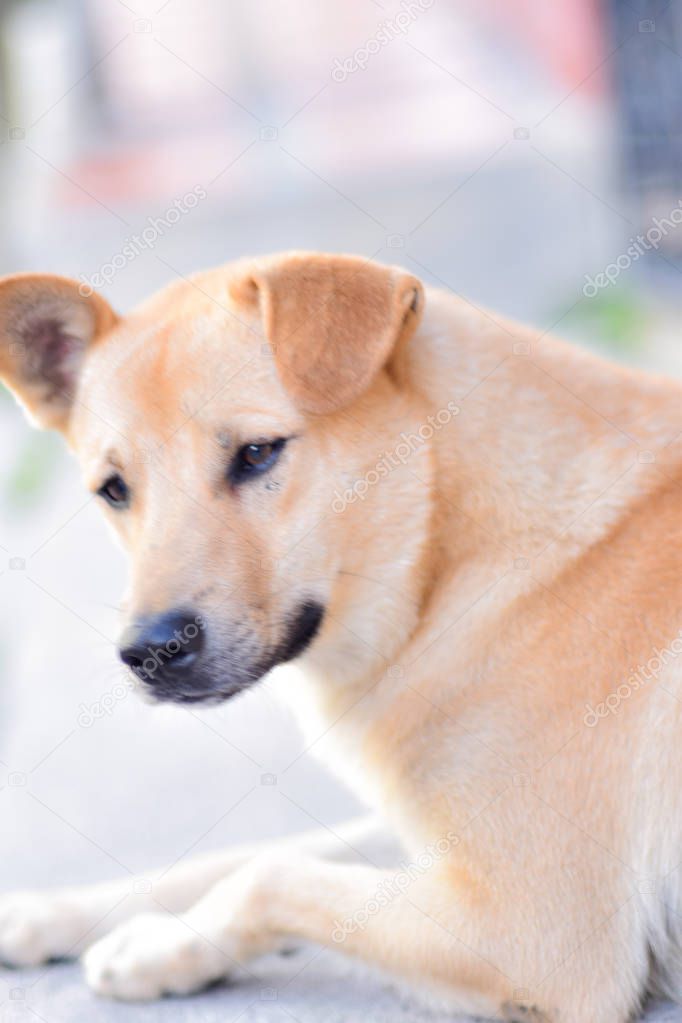 stray dog with natural light