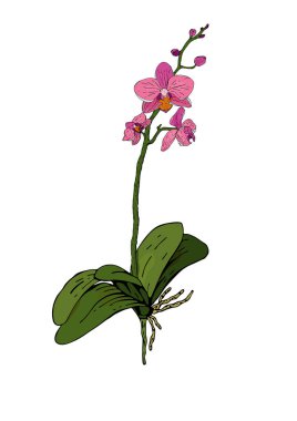 Çiçek, gövde, yaprak ve kök beyaz arka plan tarafından izole parlak renklerde Orkide bitki vektör illüstrasyon