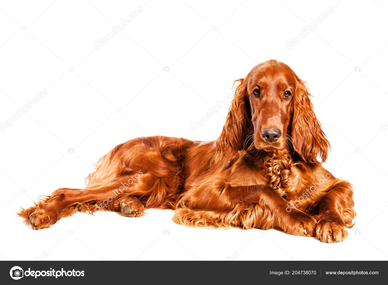 Irish Setter Dog Isolated White Laying Studio Looking Relaxed