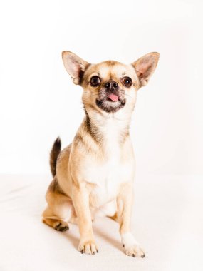 Komik chihuahua Studio beyaz zemin üzerine oturan dilini dışarı yapışmasını