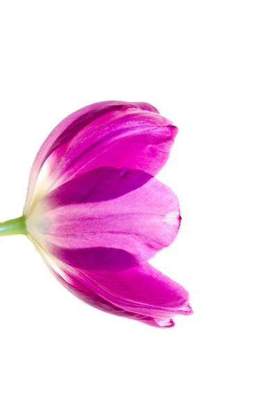 Helle Tulpe Isoliert Auf Weißem Hintergrund — Stockfoto