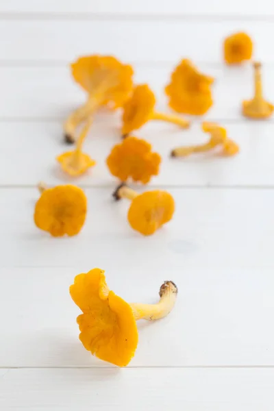 Chantarelles — 스톡 사진