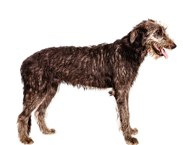 Irish Wolfhound Standing Profile Isolated White — Stock Photo, Image