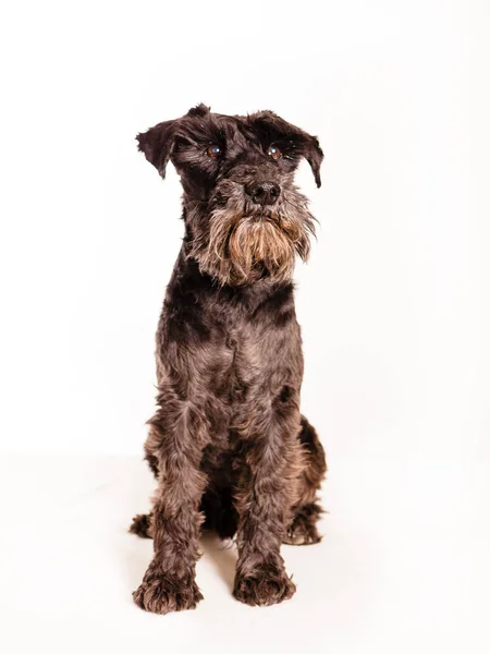 Standaard Schnauzer Geïsoleerd Wit — Stockfoto