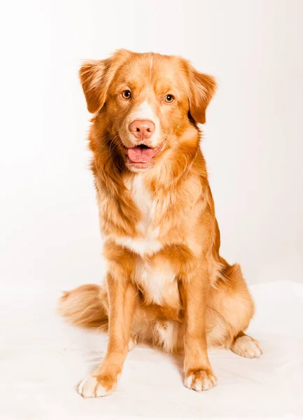 Nova Scotia Duck Przejazd Retriever Białym — Zdjęcie stockowe