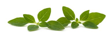 kekik dal üzerinde beyaz izole