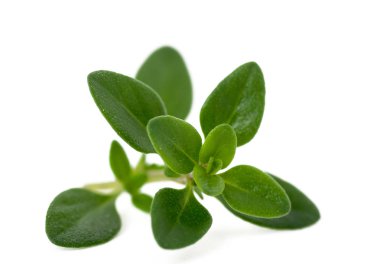 kekik dal üzerinde beyaz izole