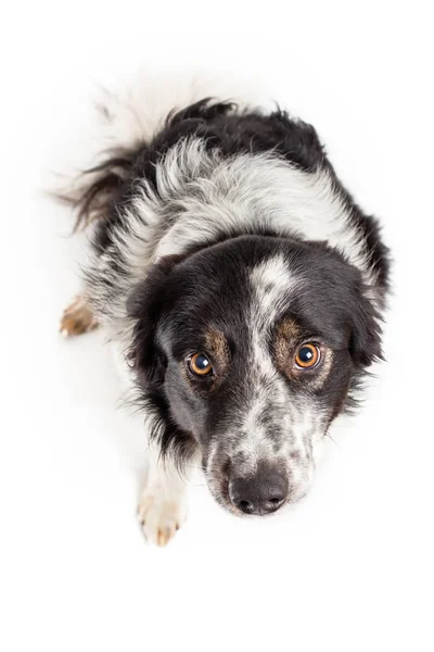 Lindo Sumiso Frontera Collie Aislado Blanco Desde Arriba Mirando Hacia —  Fotos de Stock