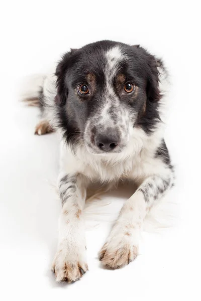 Lindo Borde Collie Aislado Blanco —  Fotos de Stock