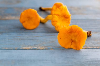 arka plan üzerinde taze turuncu chanterelles