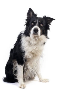 Sevimli köpek portre arka plan üzerinde