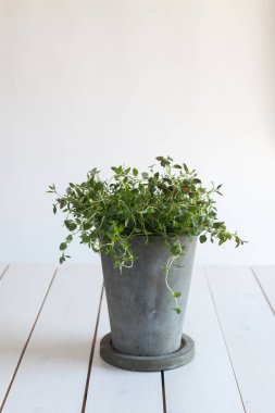 Beyaz tahta üzerinde bir çiçek tencerede taze kekik