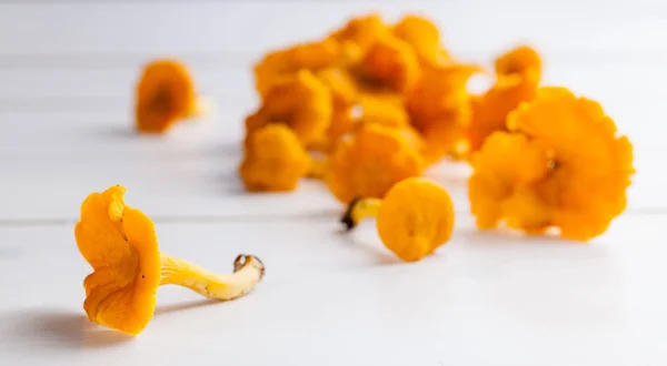 신선한 오렌지 Chanterelles — 스톡 사진