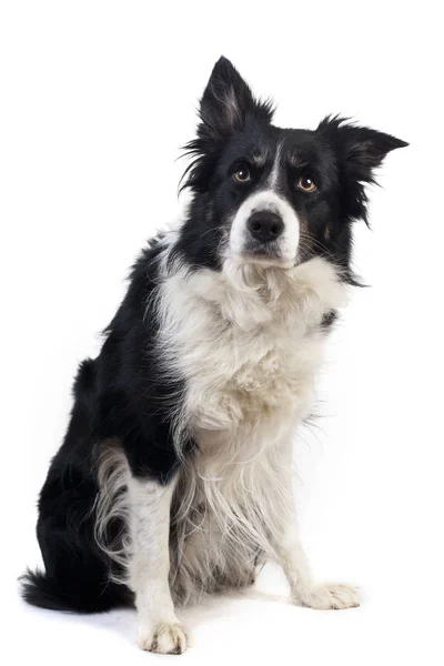 Lindo Retrato Perro Sobre Fondo —  Fotos de Stock