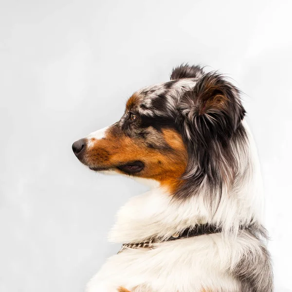 profile of a collie in studio on background