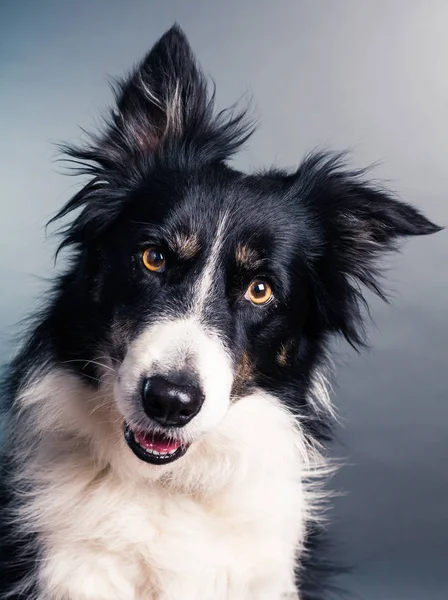 背景にかわいい犬の肖像画 — ストック写真