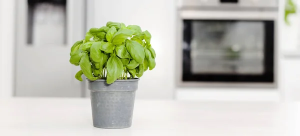 Albahaca Una Olla Interior Cocina Moderna — Foto de Stock