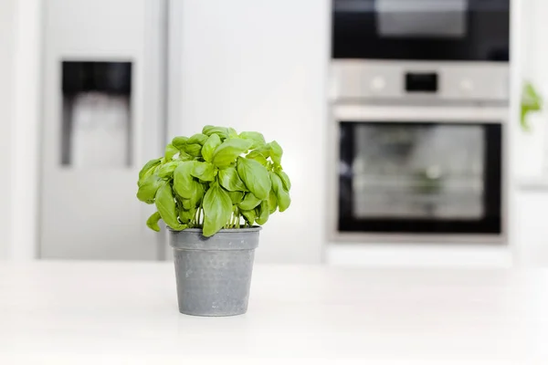 Albahaca Una Olla Interior Cocina Moderna — Foto de Stock